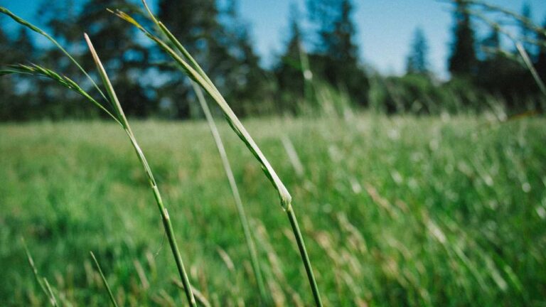 Does 11Xplay Black Apk Download Contain Exclusive Games?